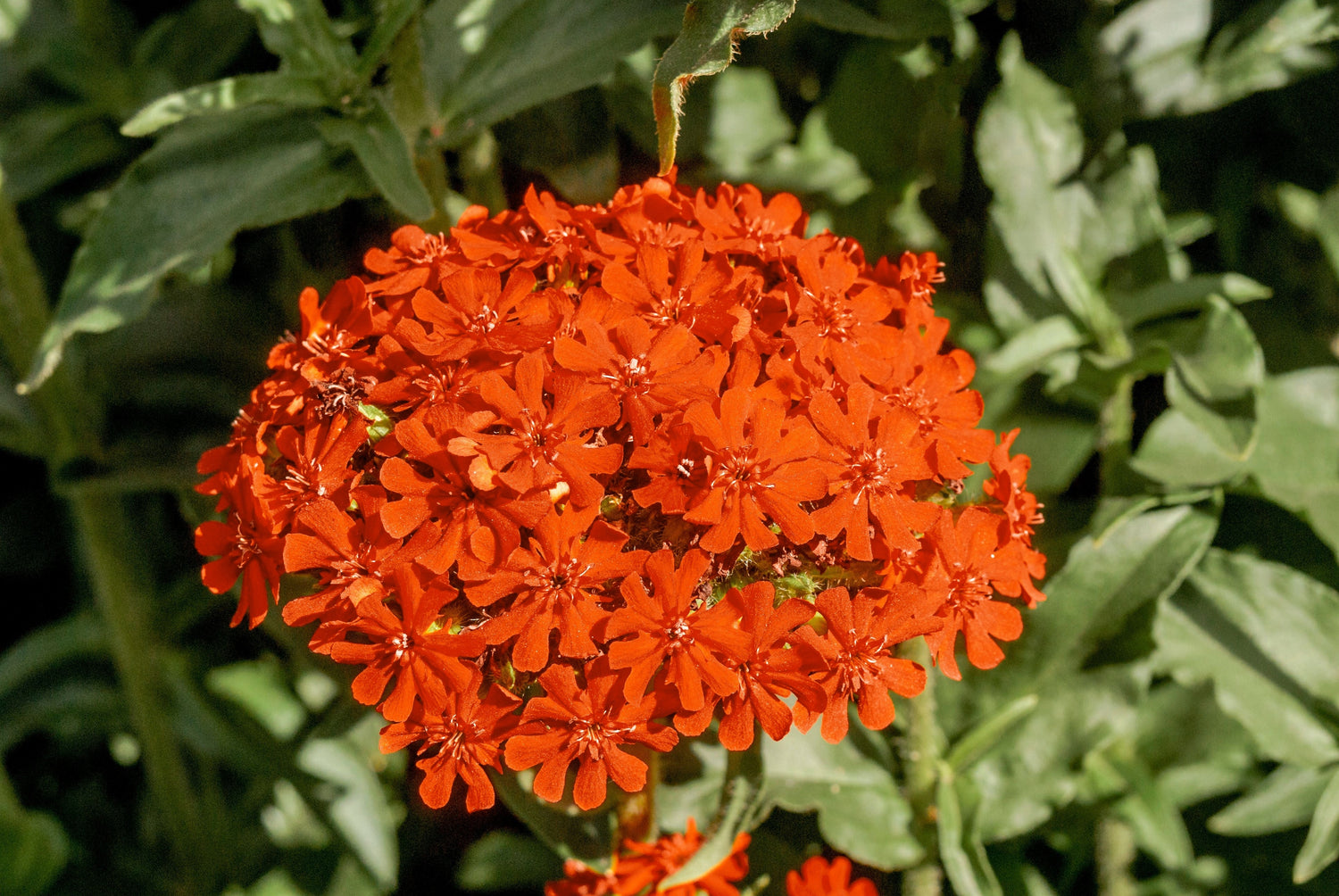 300 semillas de flores de cruz de Malta, cruz de Jerusalén, Lychnis Campion Chalcedonica