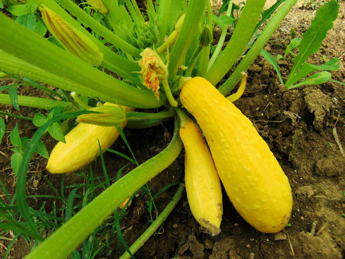 50 semillas tempranas de calabaza de cuello recto, prolíficas, de arbusto amarillo de verano