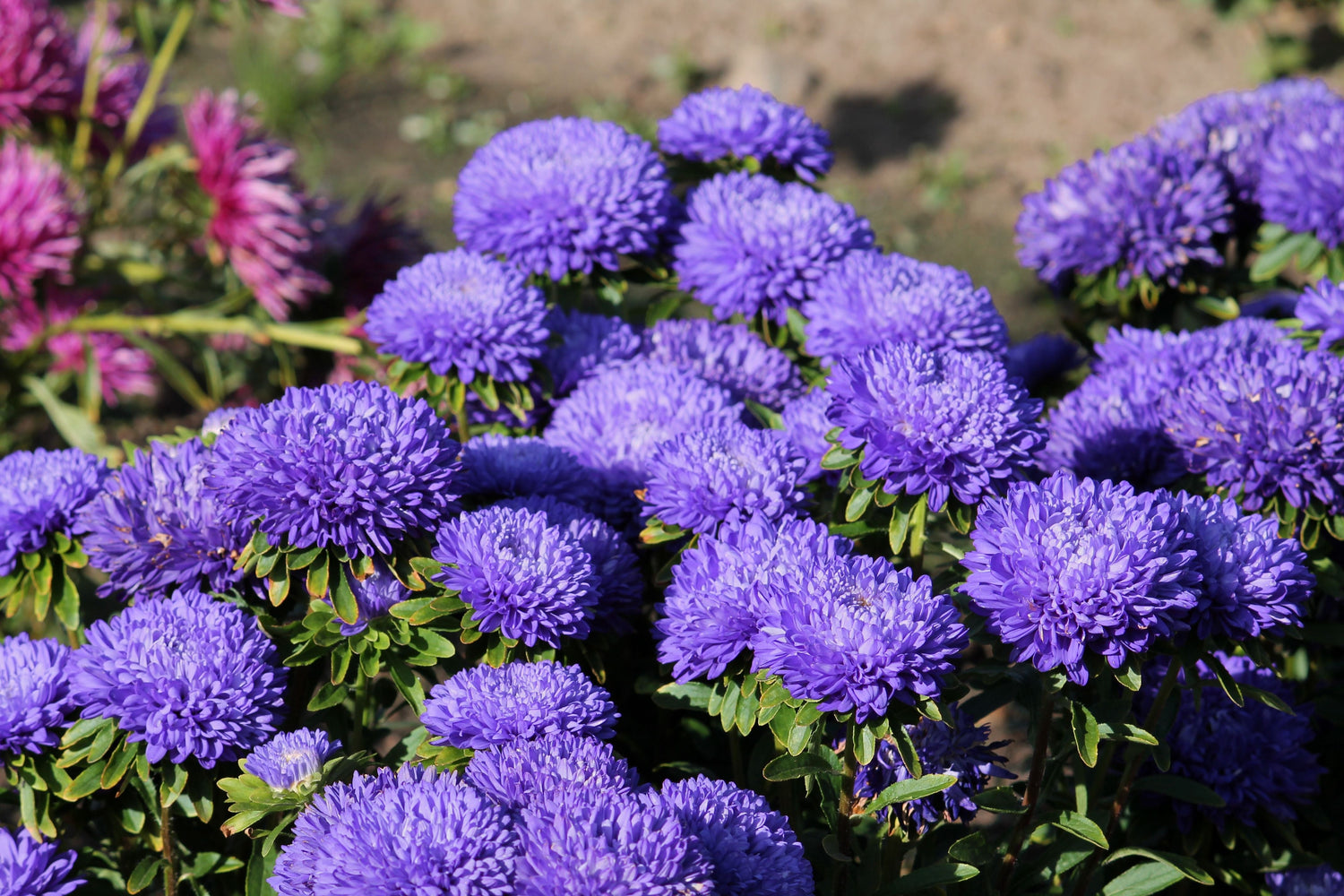 30 semillas de flores de peonía azul oscuro de la duquesa Aster, peonía francesa Callistephus