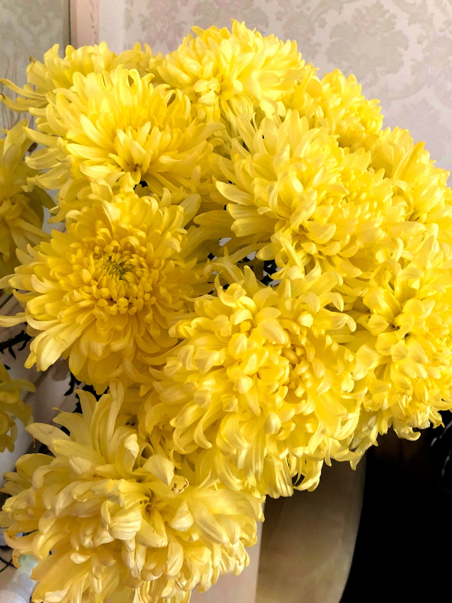 30 semillas de flores de peonía ASTER AMARILLA DOBLE Peonía Callistephus