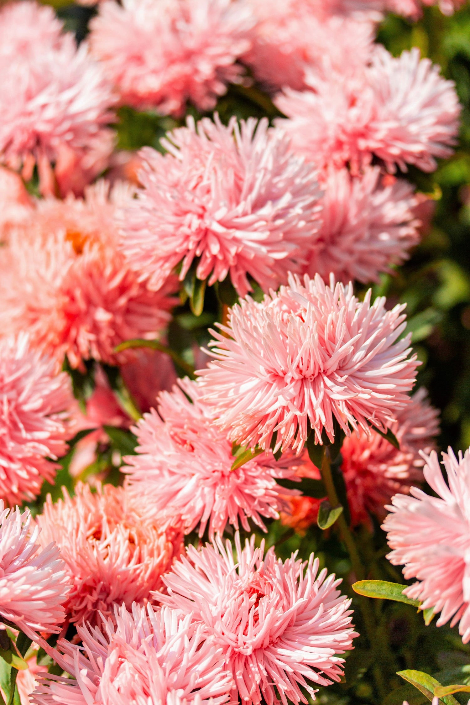 30 semillas de flores de aster aguja de salmón Callistephus Chinensis Unicom