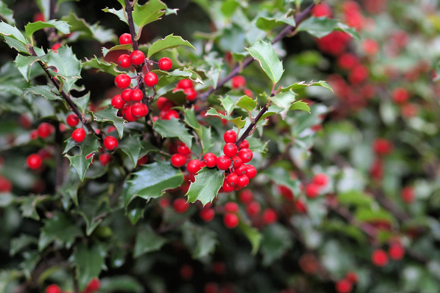 40 ACEBO INGLÉS Ilex Aquifolium, también conocido como acebo común europeo o acebo de Navidad, árbol de hoja perenne, arbusto, bayas, semillas
