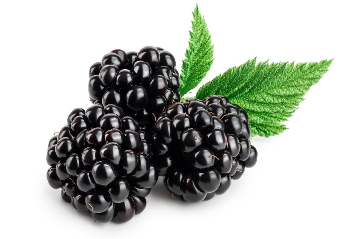 50 semillas de frambuesa negra (Rubus leucodermis)