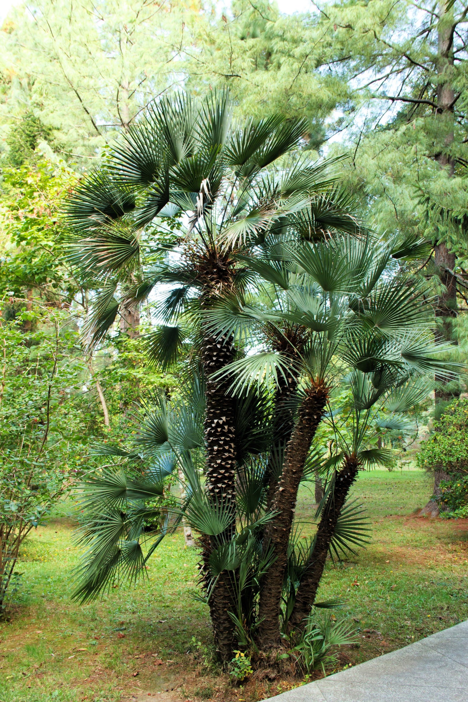 5 semillas de palmera de molino de viento común Trachycarpus fortunei, palmera chusan resistente, planta de interior de sombra solar