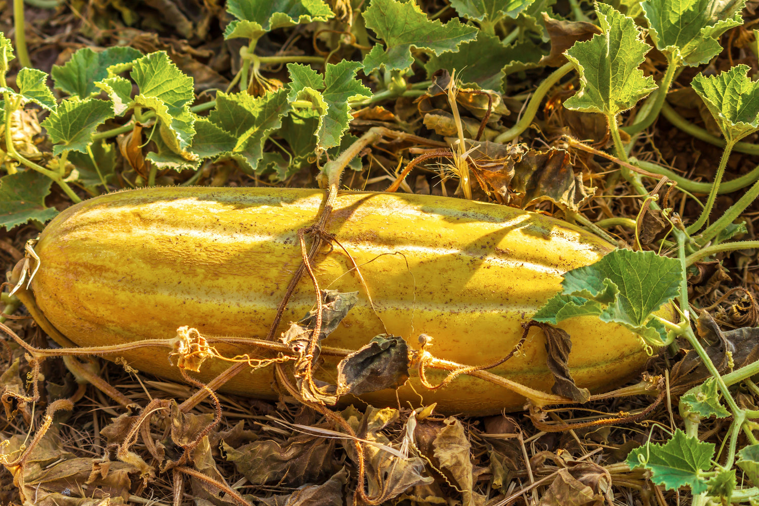 50 semillas de plátano y melón Cucumis Melo