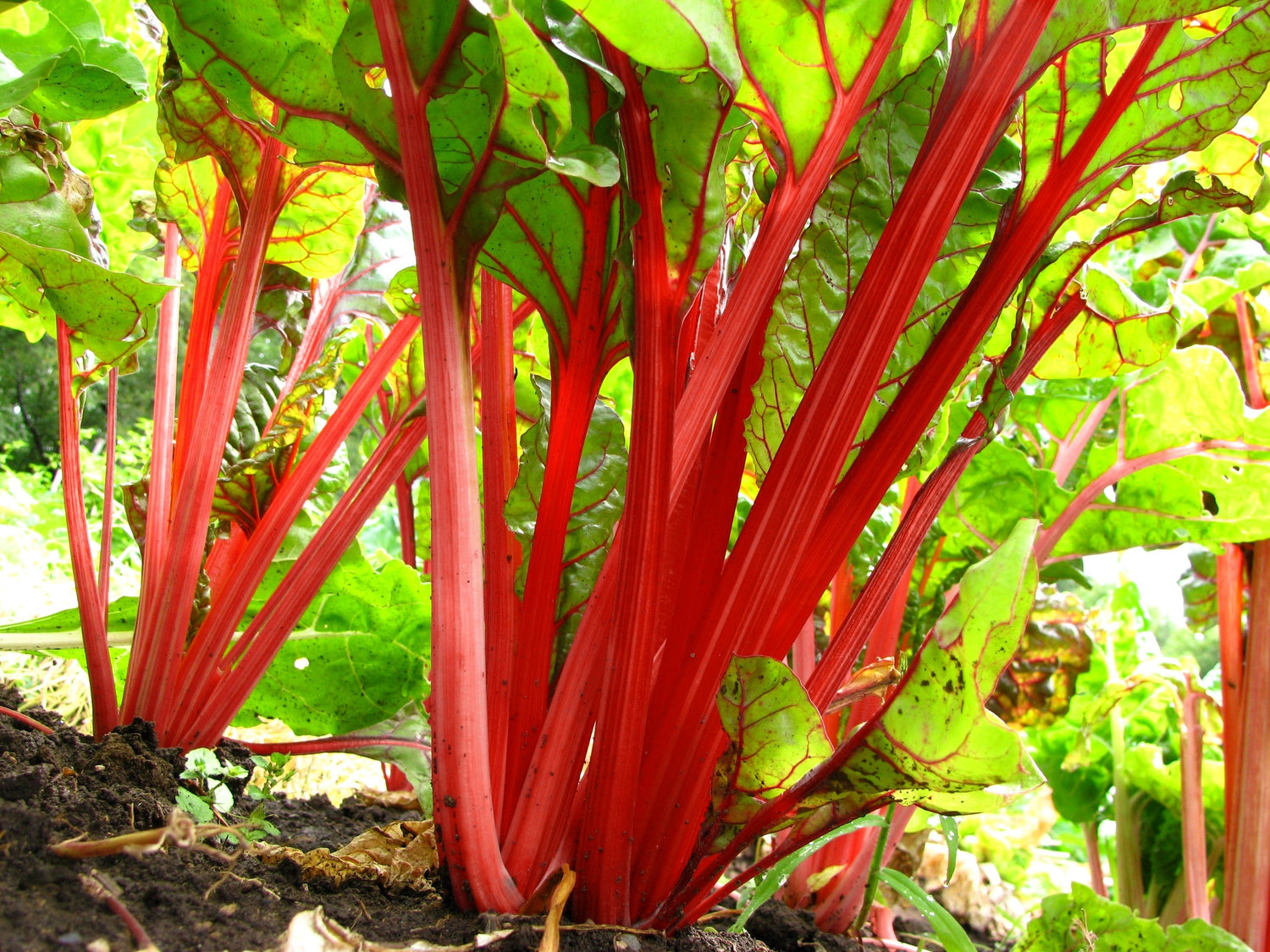 300 semillas de acelga roja rubí (espinaca perpetua) Beta vulgaris cicla