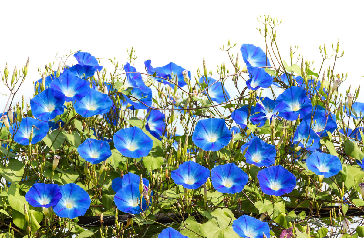 50 semillas de flores de vid Ipomoea tricolor de gloria de la mañana azul celestial