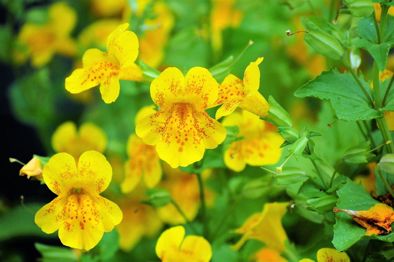 250 semillas de flor de mono amarilla Mimulus Grandiflorus, flor perenne