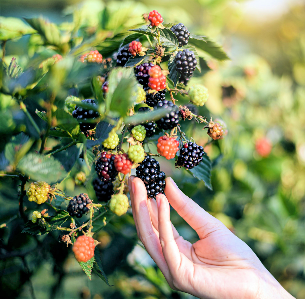 50 semillas de frambuesa negra (Rubus leucodermis)