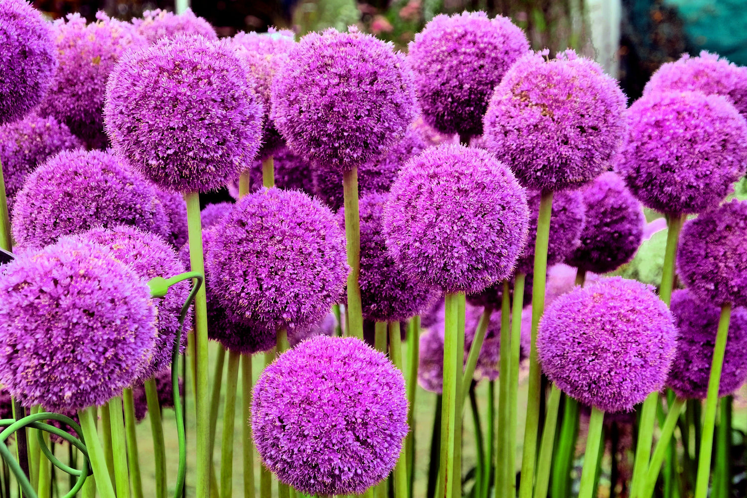 25 semillas de flores de globo púrpura Allium giganteum