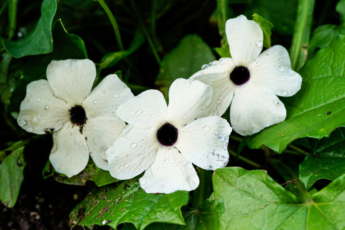 10 semillas de flores de Thunbergia alata blanca, vid de Susan de ojos negros