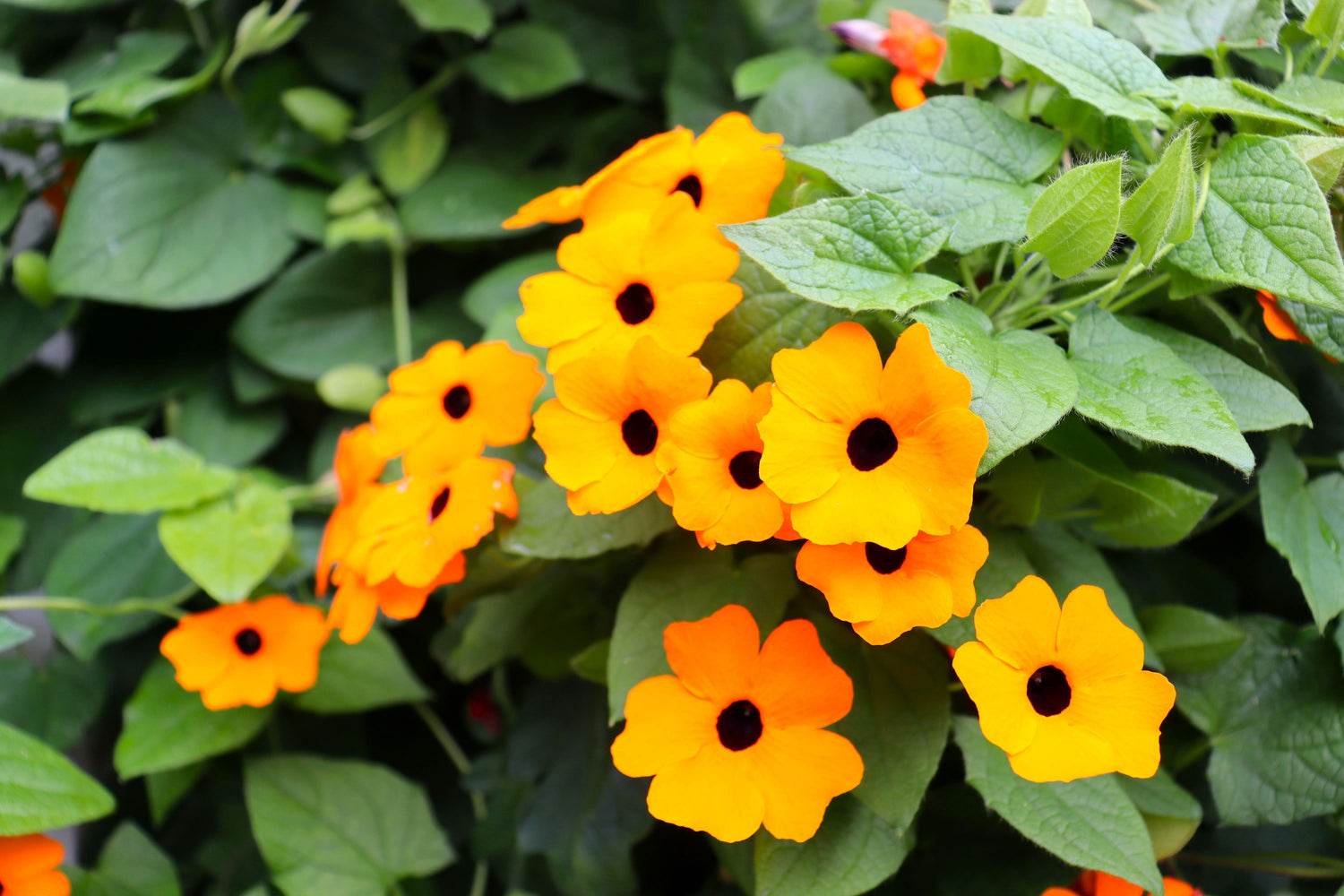 30 semillas de Thunbergia Alata de Susan Vine de ojos negros, flores anaranjadas, amarillas y negras