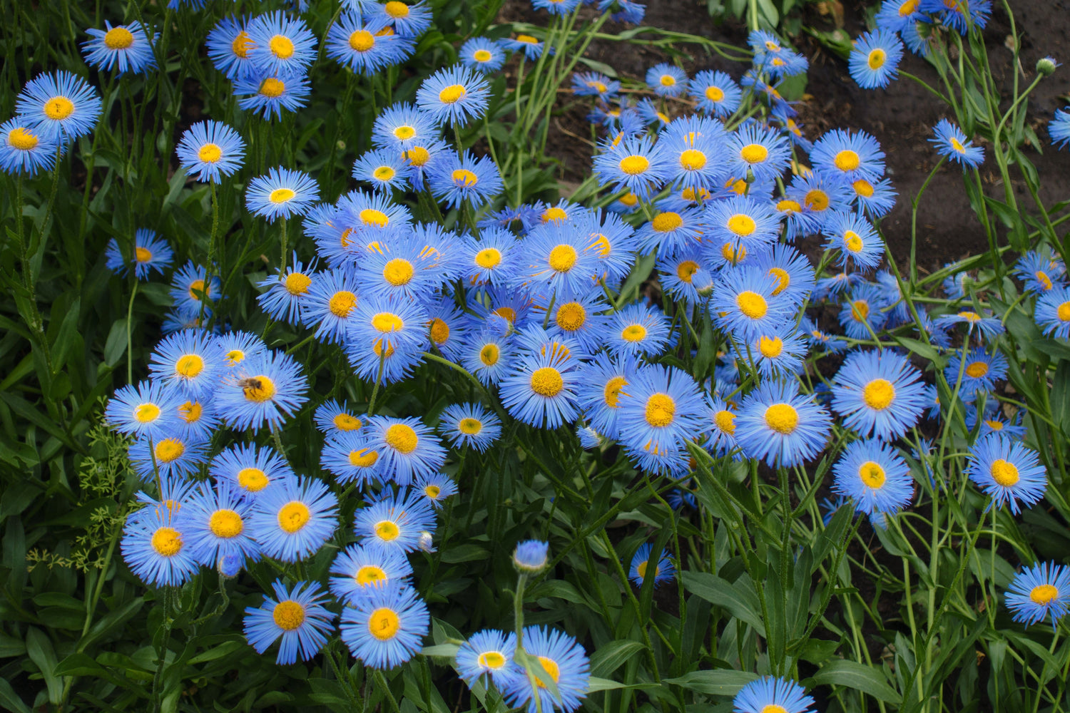 1000 BLUE FLEABANE DAISY (Dainty Daisy / Aspen Fleabane / Oregon Fleabane) Erigeron Speciosus Flower Seeds