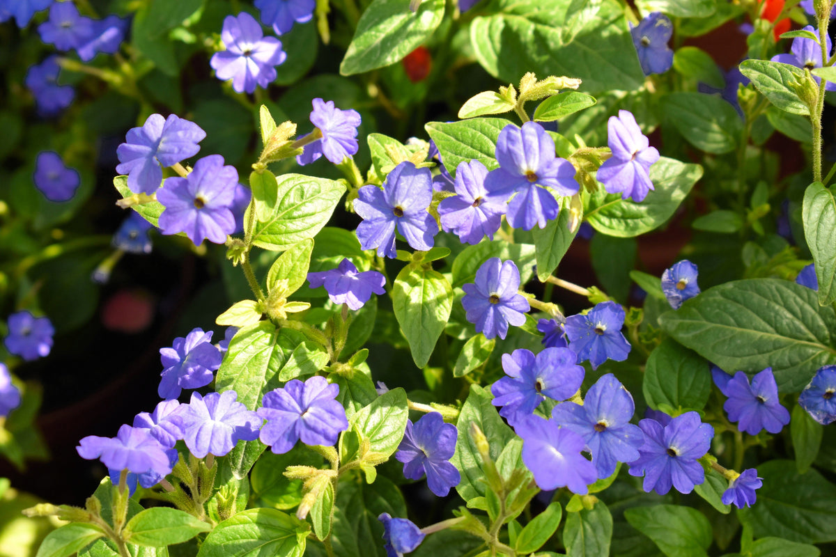 50 semillas de flor de amatista americana BROWALLIA, arbusto de flores violeta, azul y púrpura