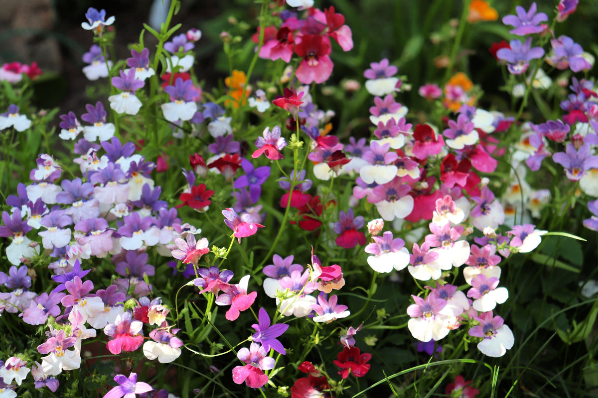 50 semillas de flores de colores mixtos NEMESIA Strumosa CARNIVAL MIX