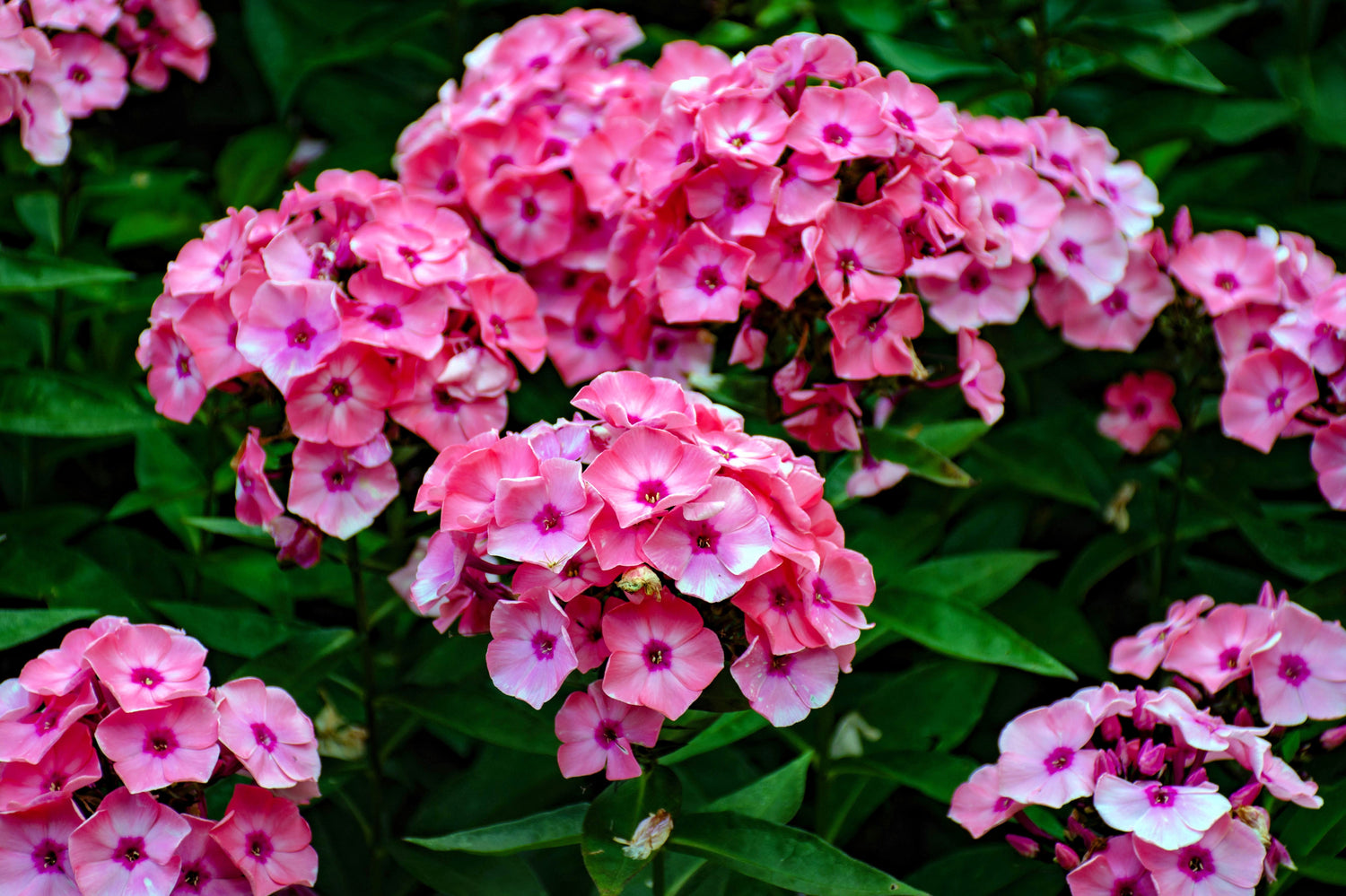 100 semillas de flores brillantes de Phlox Drummondii de dos tonos de rosa
