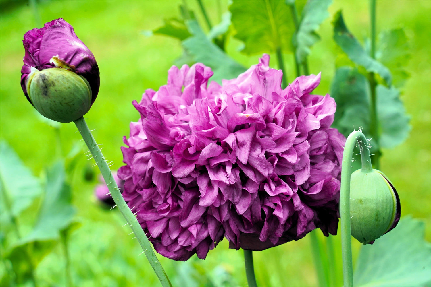 250 semillas de amapola peonía morada, papaver paeoniflorum, flores dobles enormes