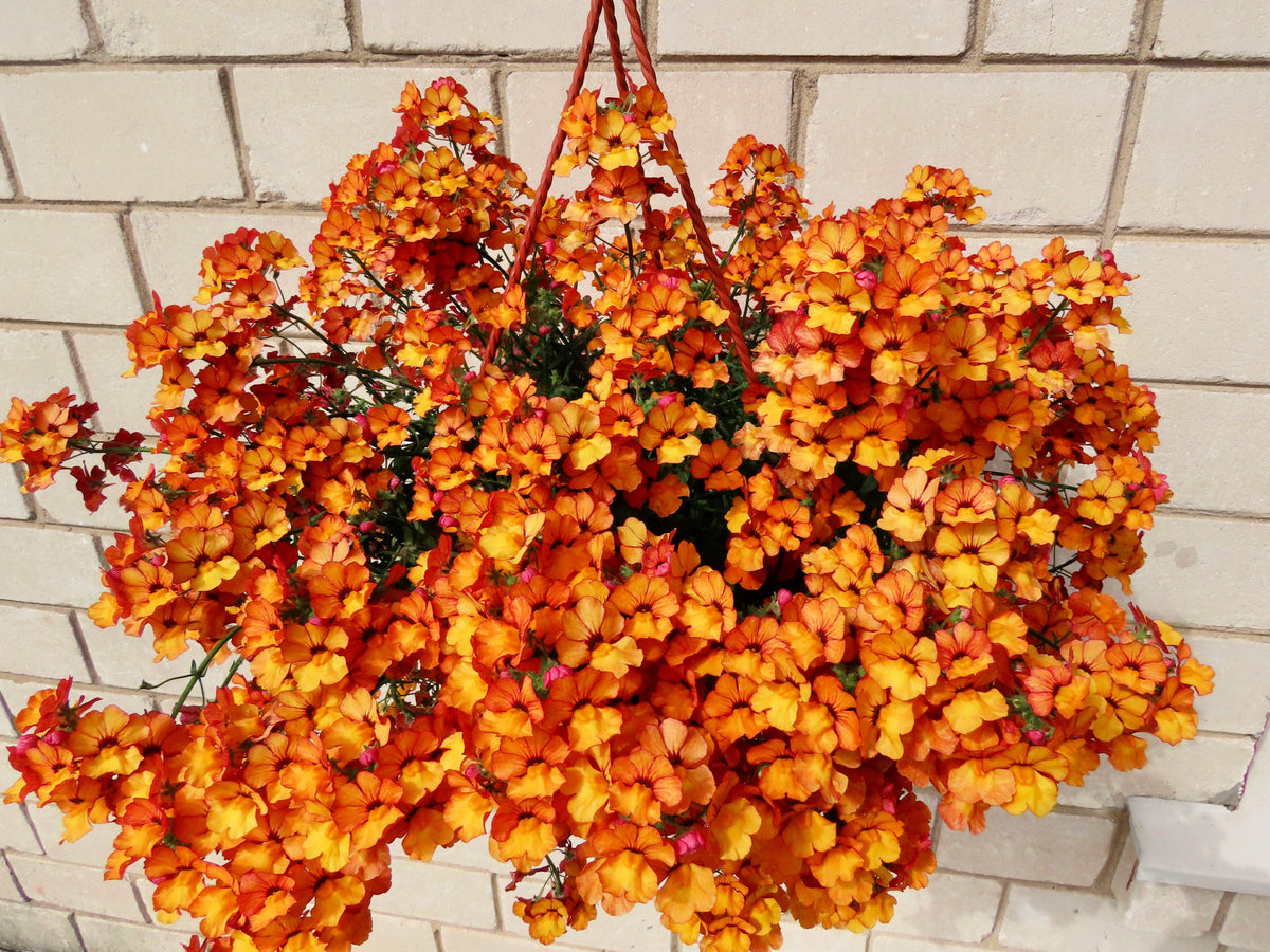 50 semillas de flores de Strumosa de NEMESIA, PRÍNCIPE NARANJA