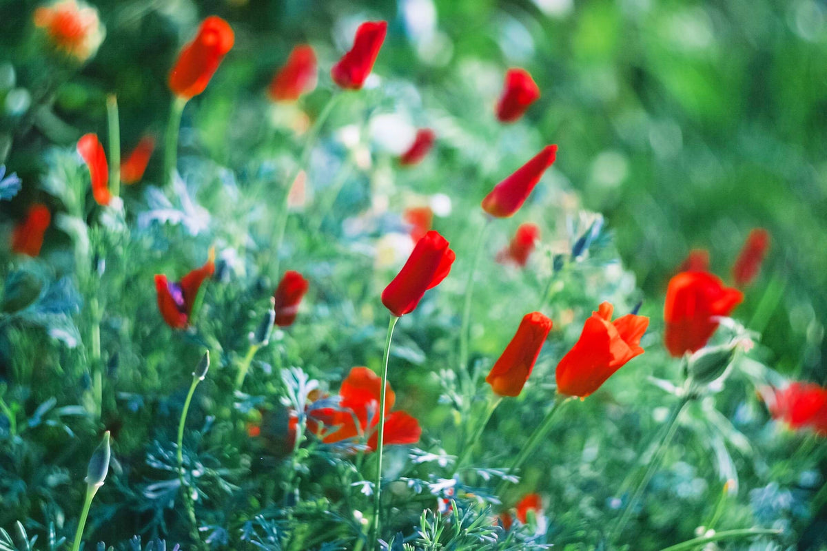 100 semillas de amapola roja de California (Eschscholzia californica)