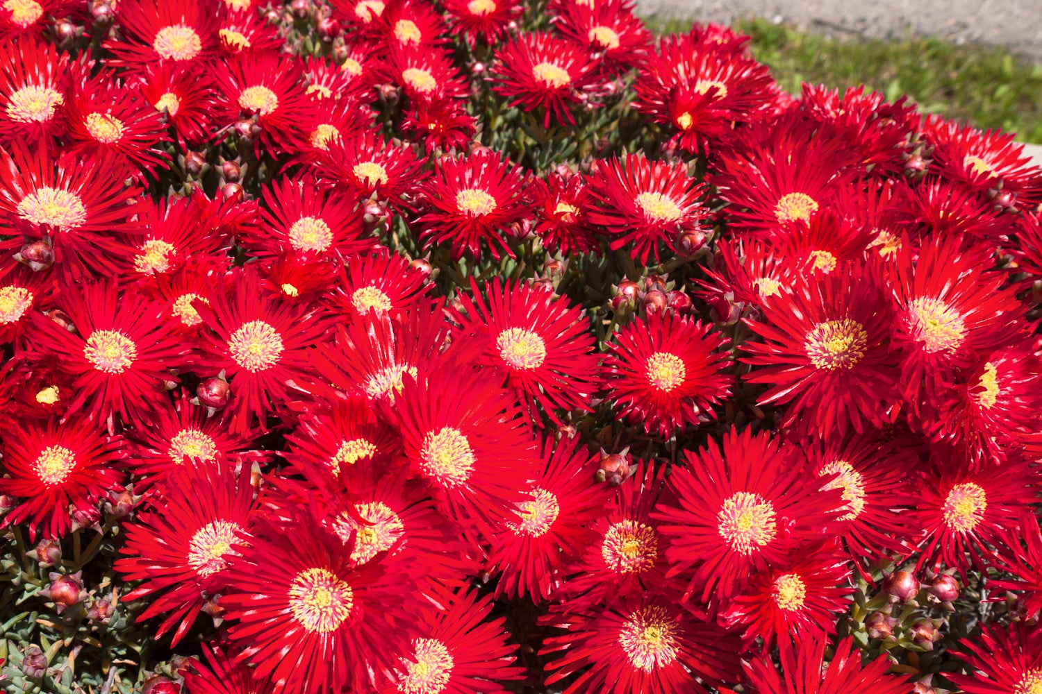 100 Gelato Planta de hielo roja brillante Mesembryanthemum Daisy Livingstone Semillas de flores