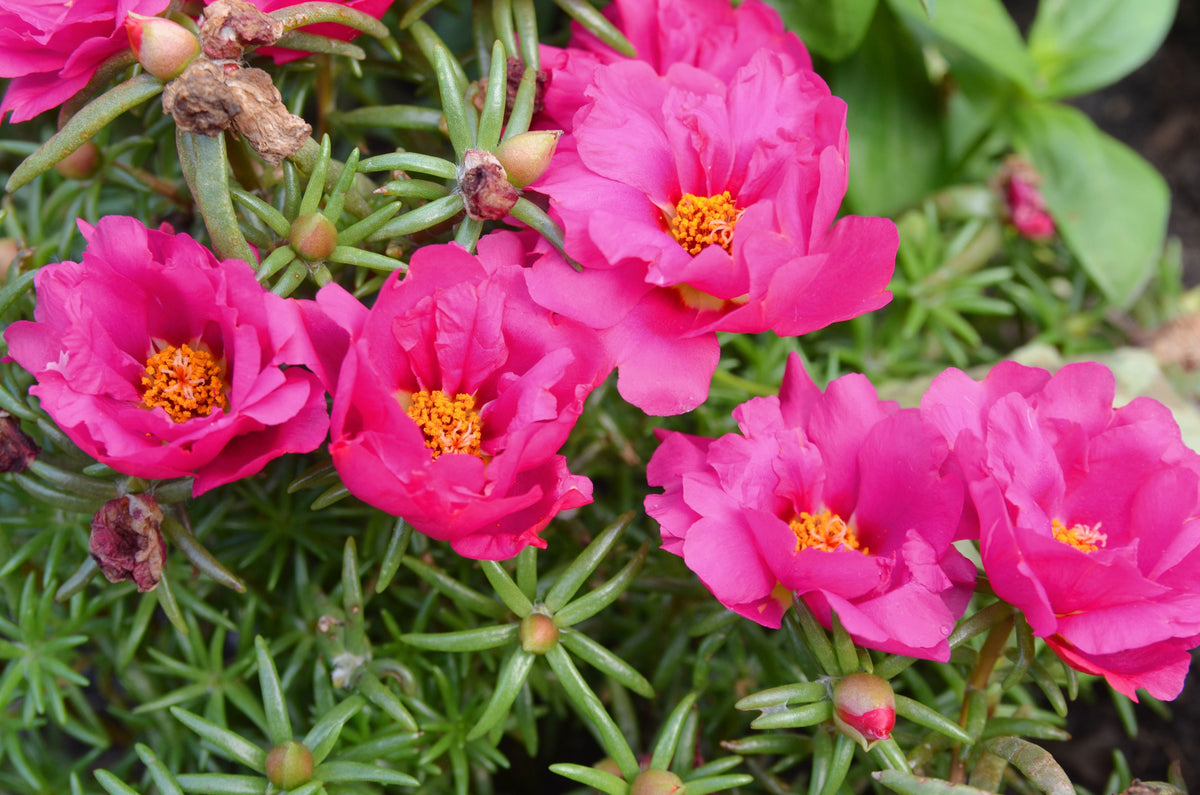 100 semillas de flores de PORTULACA Grandiflora / MOSS ROSE rosa