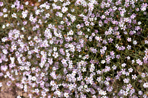 50 Semillas de flor de túnica rosa claro Petrorhagia Saxifraga Saxifrage Flower Coat Flower