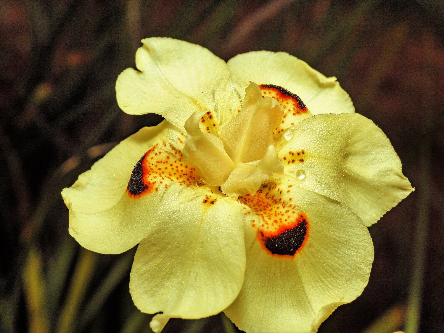 20 semillas de flores de iris africano amarillo, lirio quincenal, lirio bicolor, mariposa, iris pavo real español