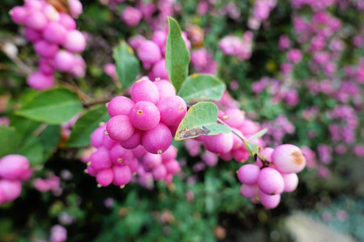 25 semillas de arbusto de flor de CORALBERRY, grosella india rosa, Symphoricarpos Orbiculatus
