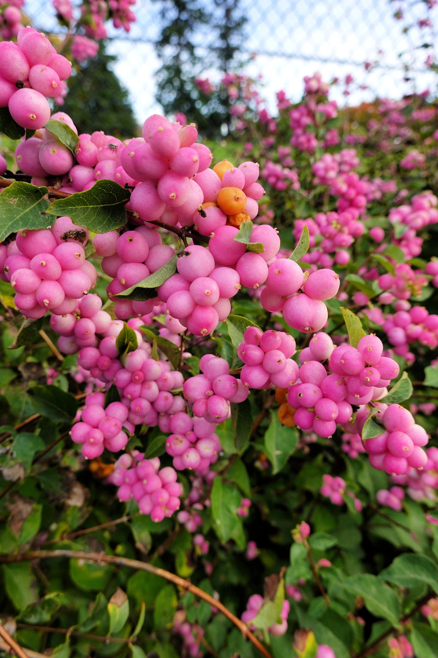 25 semillas de arbusto de flor de CORALBERRY, grosella india rosa, Symphoricarpos Orbiculatus