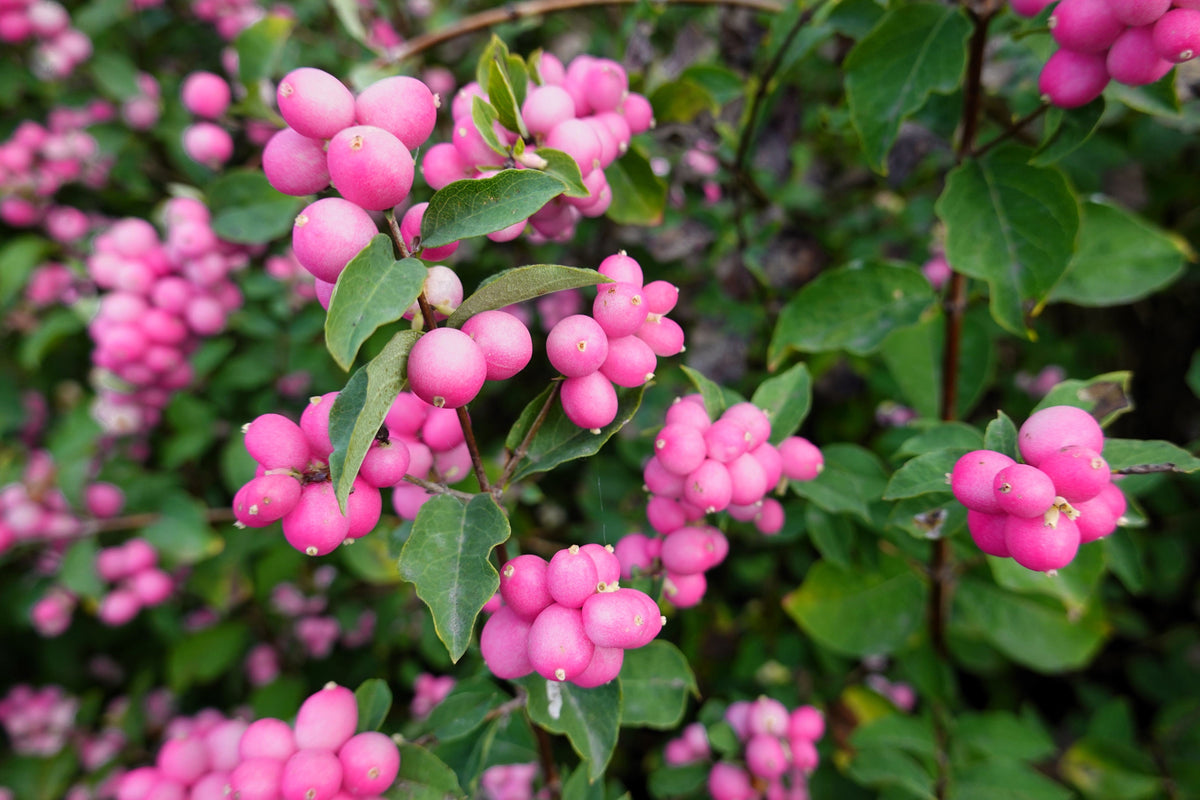 25 semillas de arbusto de flor de CORALBERRY, grosella india rosa, Symphoricarpos Orbiculatus