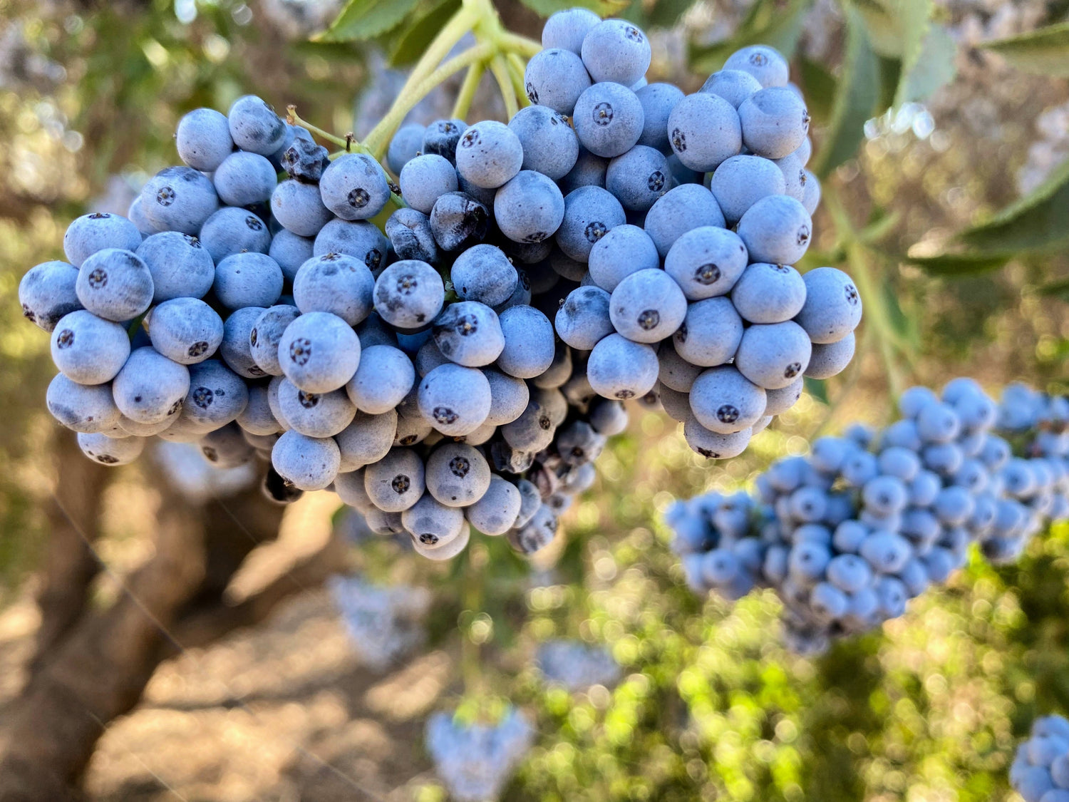 50 semillas de saúco azul (Sambucus cerulea), árbol de saúco azul de Arizona, arbusto, fruta, baya