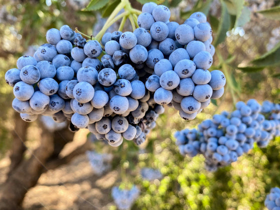 50 semillas de saúco azul (Sambucus cerulea), árbol de saúco azul de Arizona, arbusto, fruta, baya