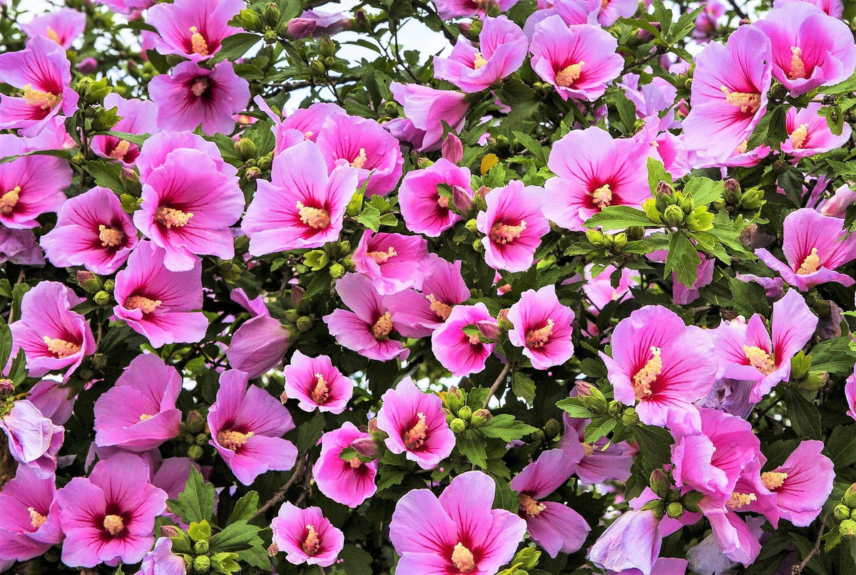 50 semillas de rosa de Siria (HIBISCO Syriacus), arbusto de flores, colores variados