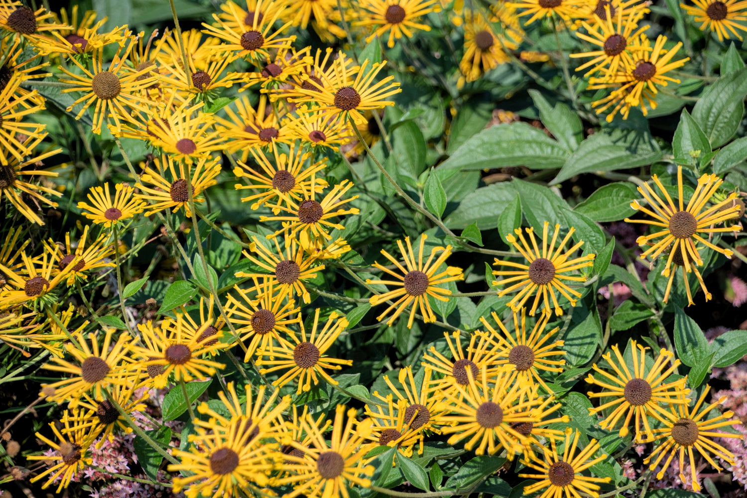 300 semillas de Rudbeckia subtomentosa, equinácea dulce, flor de Susan de ojos negros amarilla