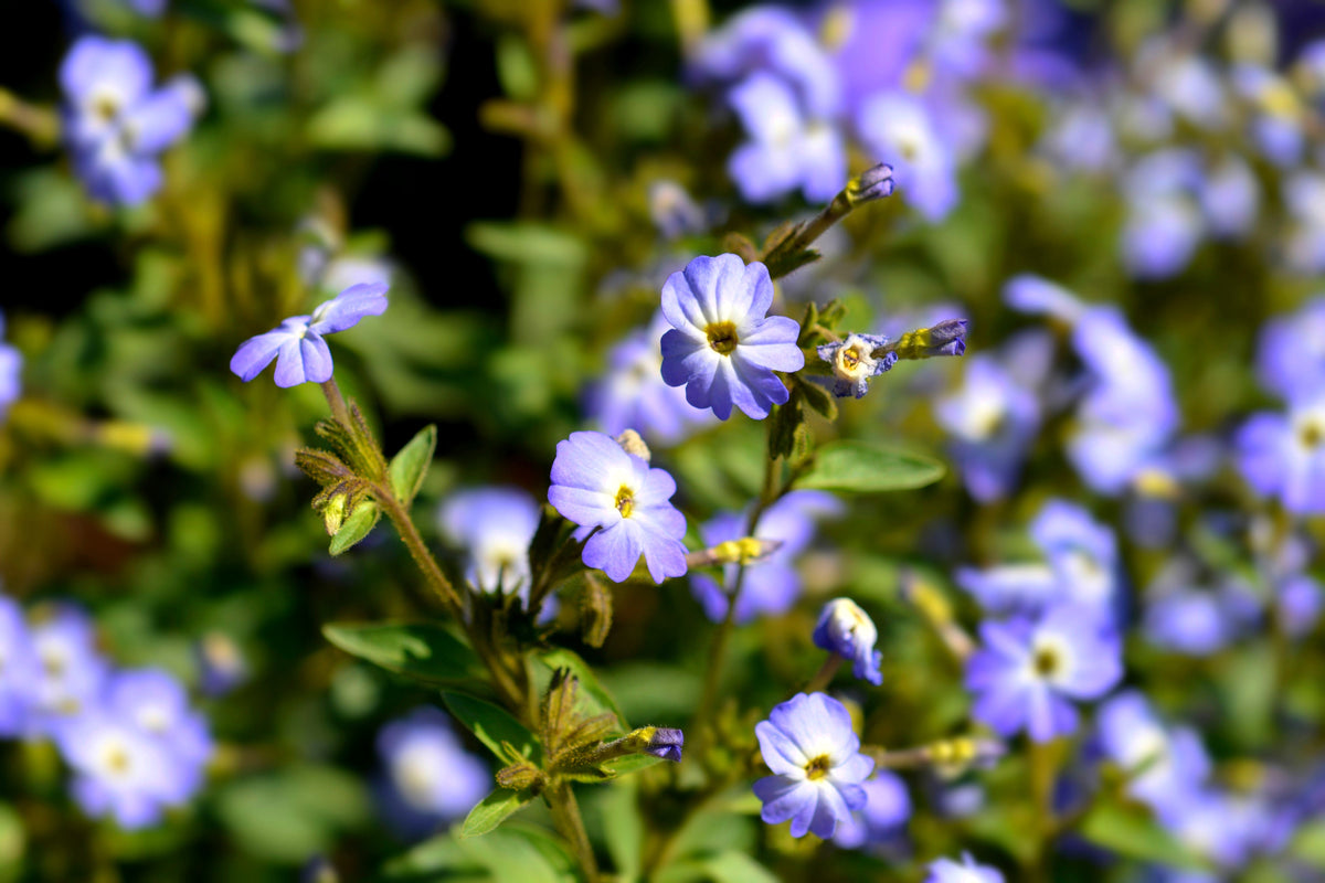 50 semillas de flor de amatista americana BROWALLIA, arbusto de flores violeta, azul y púrpura