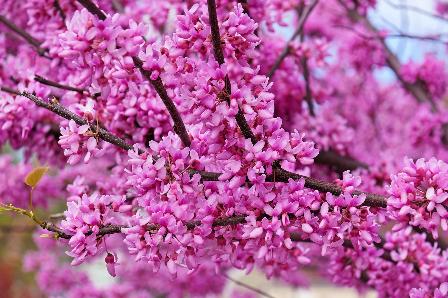 40 semillas de árbol de Cercis gigante (Cercis gigantea), flores de color rosa y morado