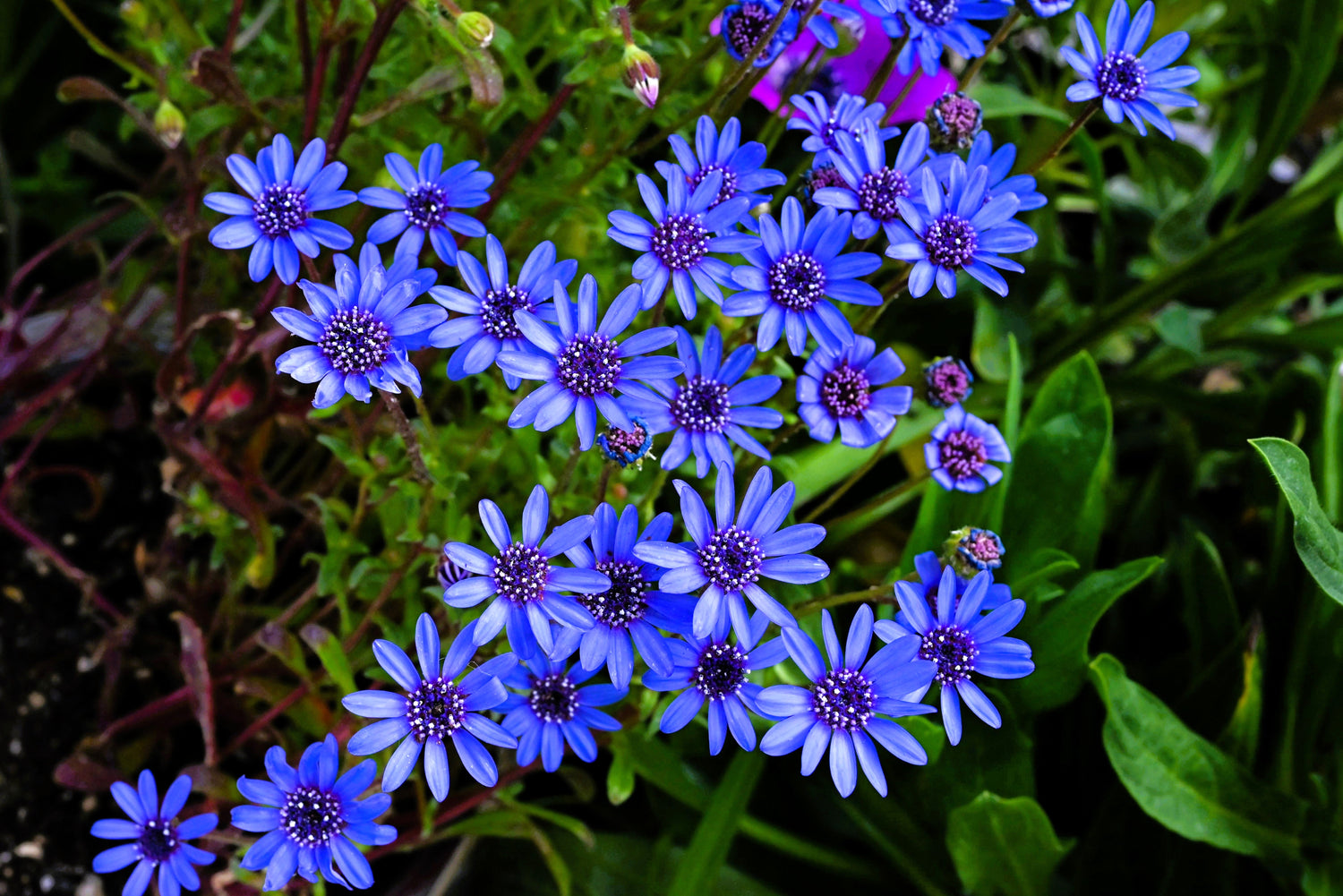 50 semillas de flores de margarita azul Felicia 'The Blues' Heterophylla Kingfisher