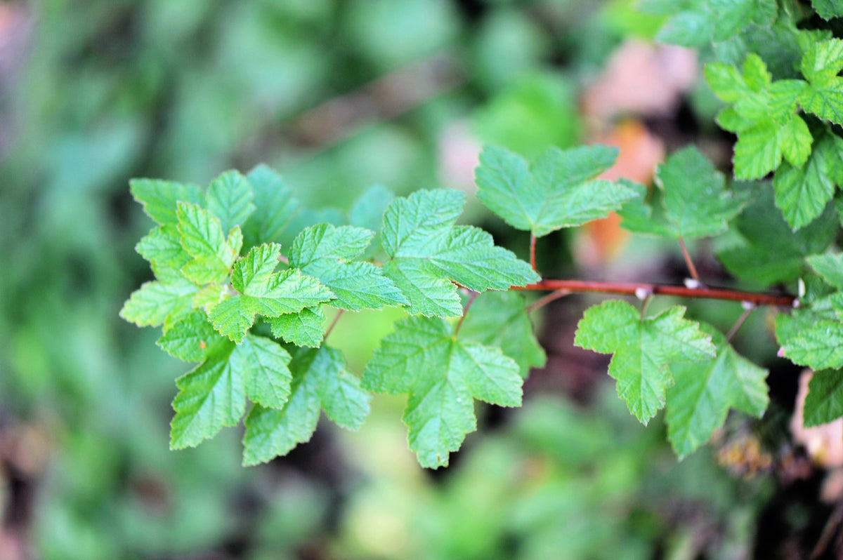 50 semillas de Physocarpus Capitatus, arbusto nativo de flores blancas, rosas y rojas de la familia Ninebark del Pacífico.