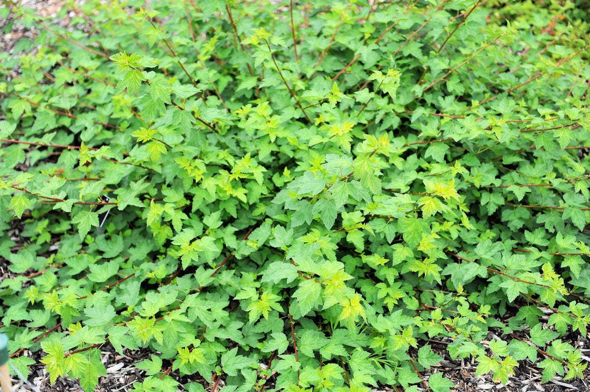 50 semillas de Physocarpus Capitatus, arbusto nativo de flores blancas, rosas y rojas de la familia Ninebark del Pacífico.