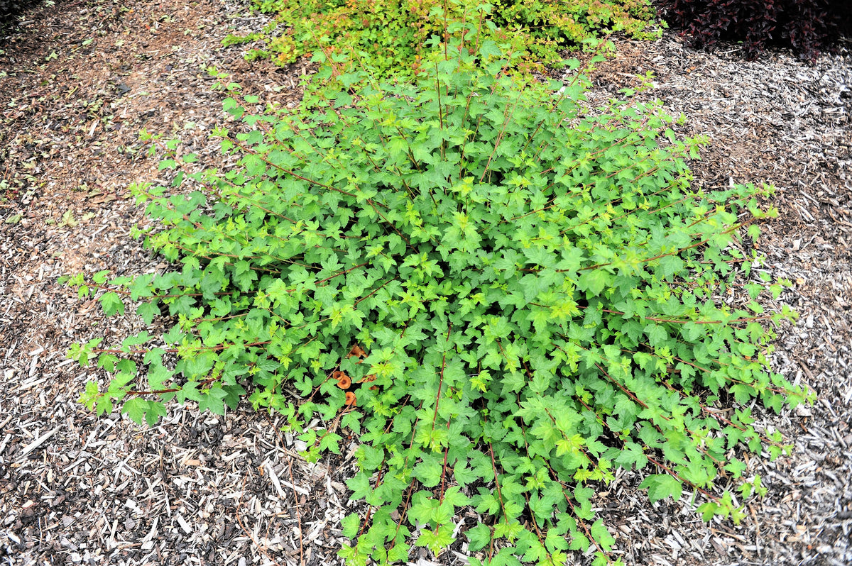 50 semillas de Physocarpus Capitatus, arbusto nativo de flores blancas, rosas y rojas de la familia Ninebark del Pacífico.