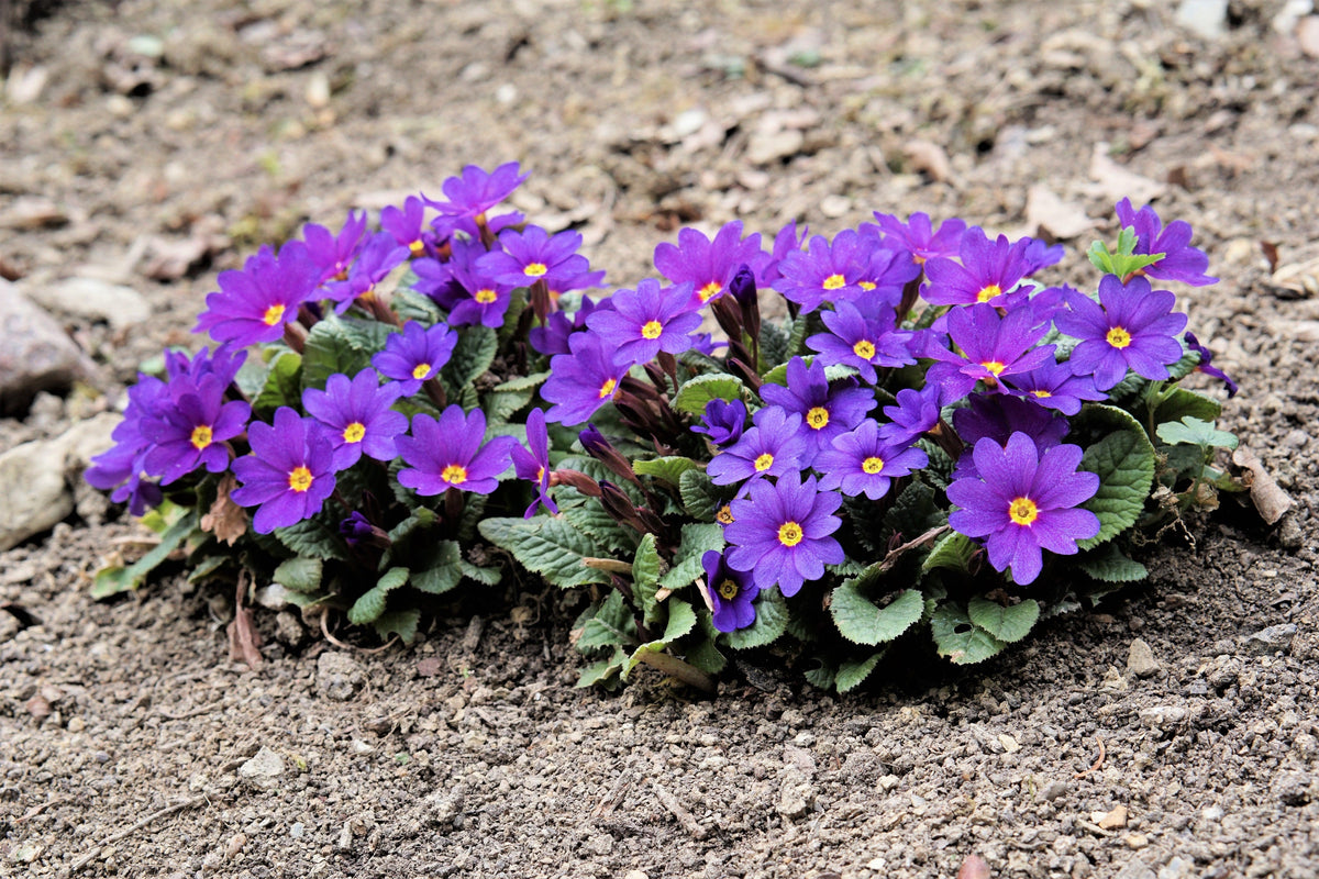 50 semillas de flores de primavera inglesa mixtas (Primula vulgaris acaulis), planta de interior de sombra