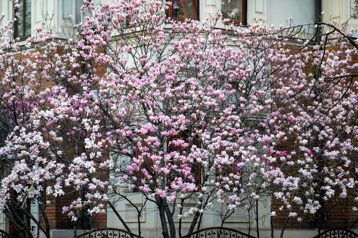 5 LIRIO MAGNOLIA ÁRBOL DE FLOR Tulipán Fragante Rosa y Púrpura Magnol Liliiflora Semillas