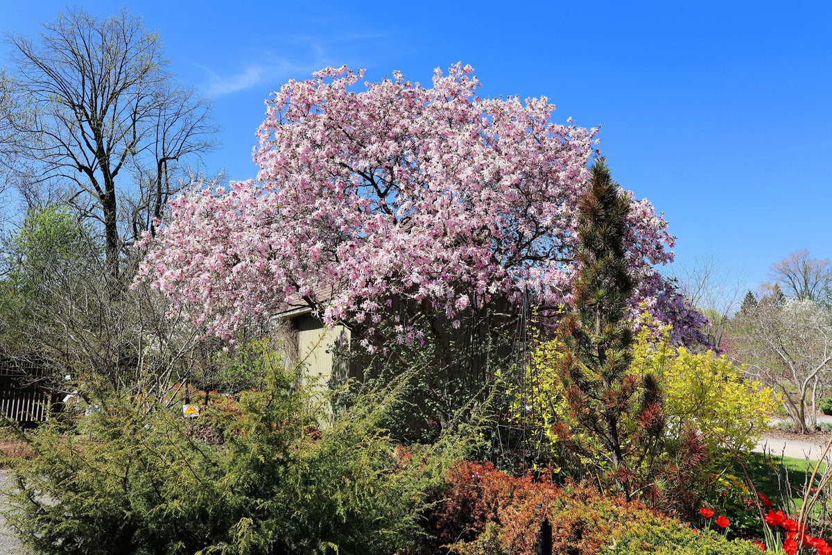 5 LIRIO MAGNOLIA ÁRBOL DE FLOR Tulipán Fragante Rosa y Púrpura Magnol Liliiflora Semillas