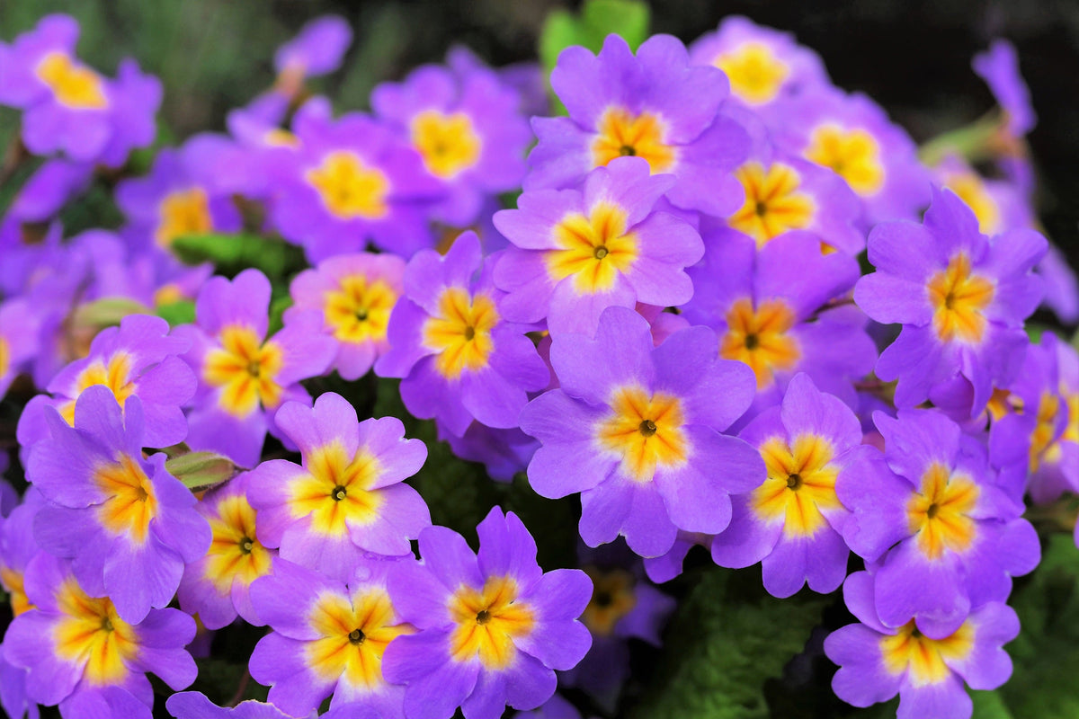 50 semillas de flores de primavera inglesa mixtas (Primula vulgaris acaulis), planta de interior de sombra