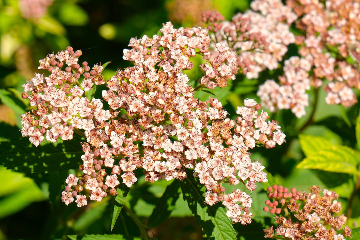 50 semillas de flores de colibrí Easter Bonnet PEACH ALYSSUM Lobularia Maritima