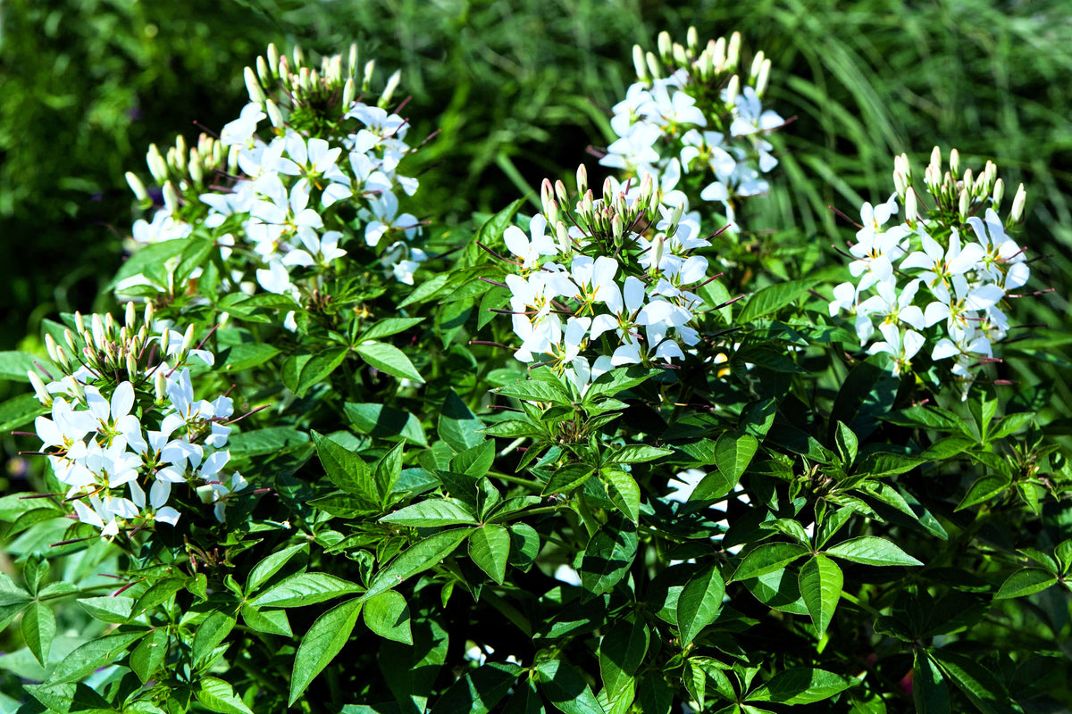 200 semillas de flores de Cleome Hassleriana, Cleome Spinosa, Cleome Reina Blanca (Flor Araña)