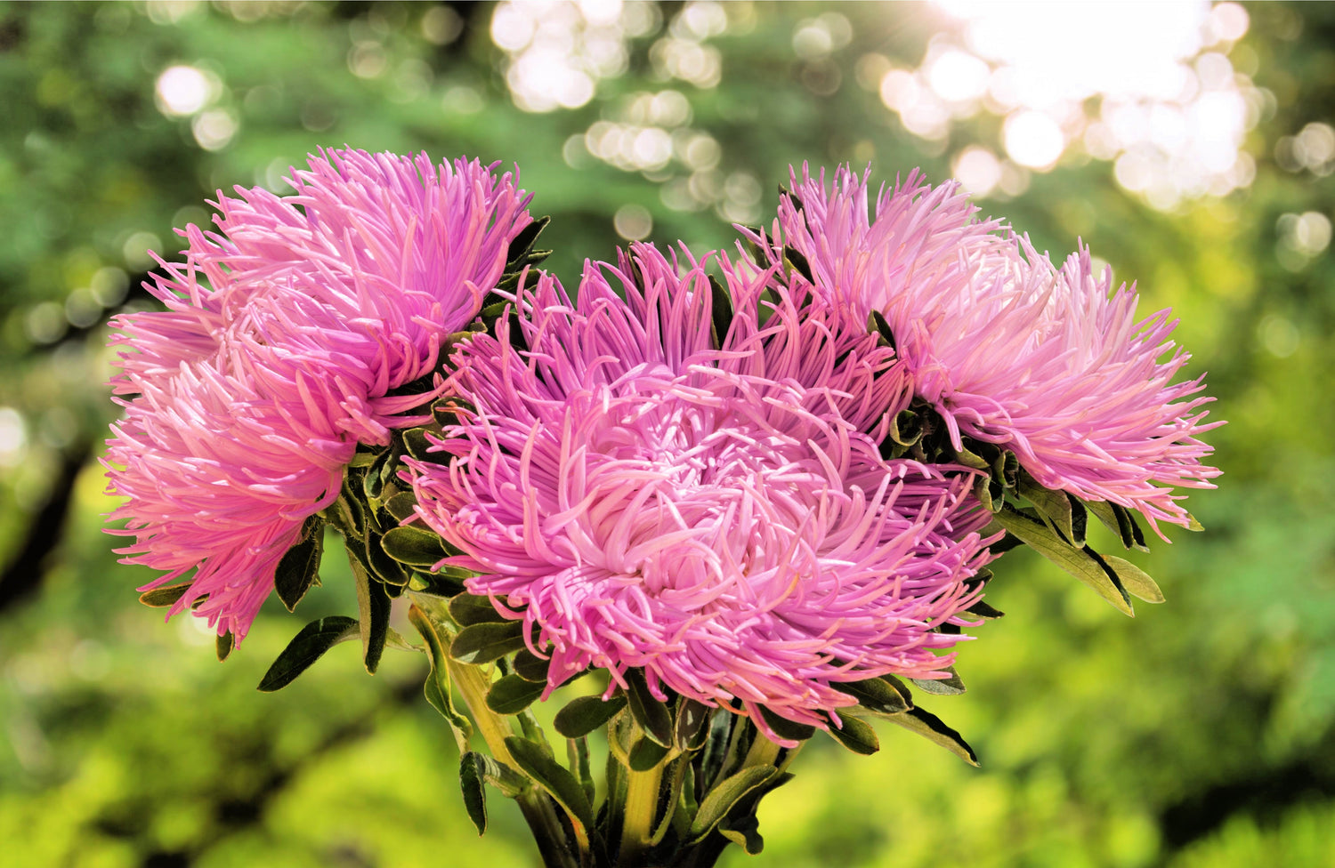 30 semillas de flores de aster rosa de aguja Callistephus Chinensis Unicom