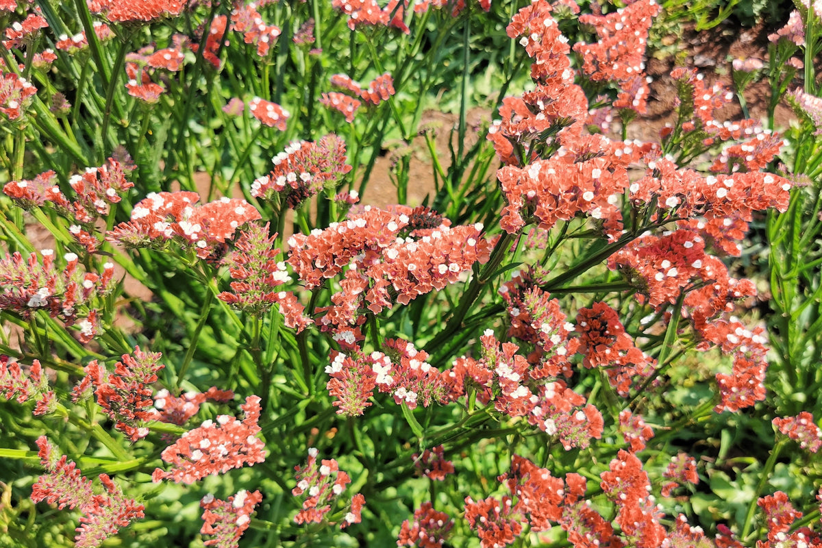 50 Pacific Mix STATICE SINUATA Mixed Colors (Sea Lavender) Limonium Latifolia Flower Seeds