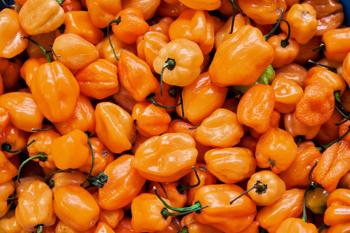 50 semillas de pimiento habanero naranja picante Capsicum Chinense