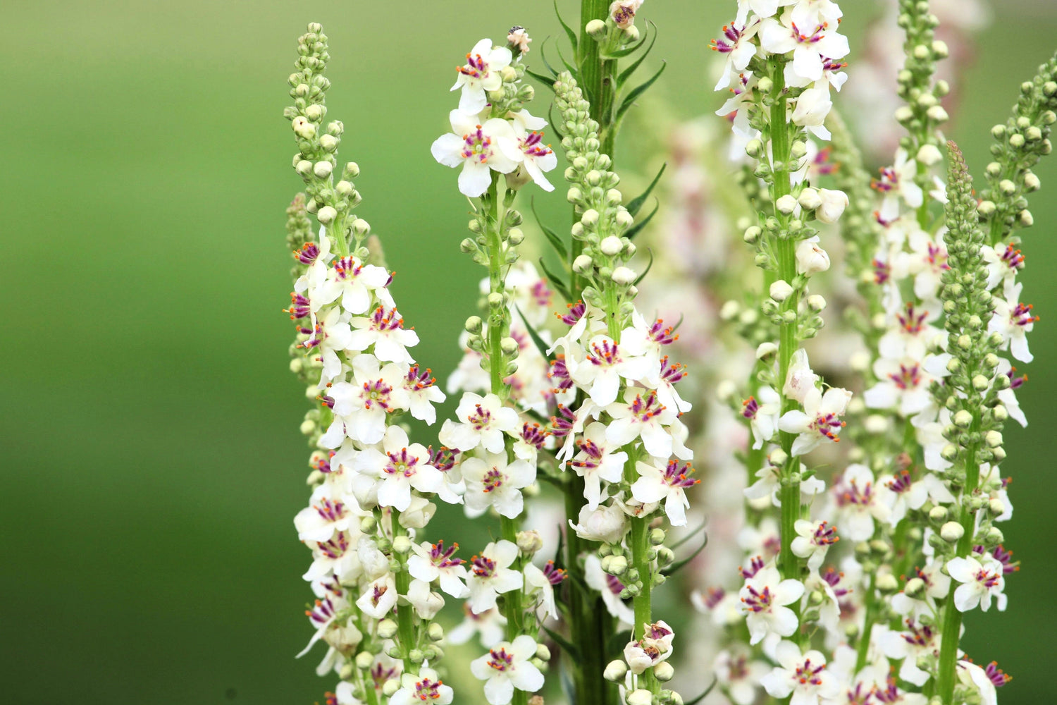 100 semillas de flores de gordolobo, polilla, Blattaria albiflorum, VERBASCO RUBORIZADO BLANCO